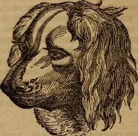 An illustration from Coombs' popular phrenology: (1865)