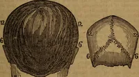 An illustration from Coombs' popular phrenology: (1865)