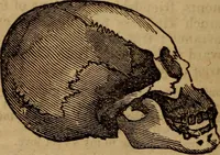 An illustration from Coombs' popular phrenology: (1865)