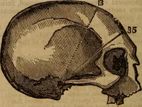 An illustration from Coombs' popular phrenology: (1865)