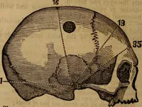 An illustration from Coombs' popular phrenology: (1865)