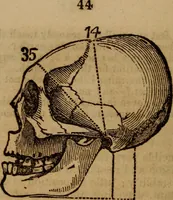 An illustration from Coombs' popular phrenology: (1865)