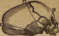 An illustration from Coombs' popular phrenology: (1865)
