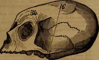 An illustration from Coombs' popular phrenology: (1865)