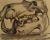 An illustration from Coombs' popular phrenology: (1865)