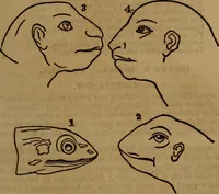 An illustration from Coombs' popular phrenology: (1865)
