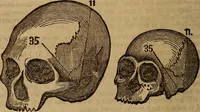 An illustration from Coombs' popular phrenology: (1865)