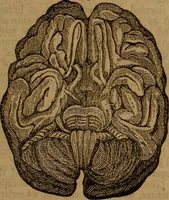 Picture 47 of 58 from Coombs' popular phrenology: (1865), leaf 82