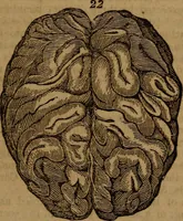 An illustration from Coombs' popular phrenology: (1865)