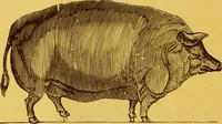 An illustration from Copper weather vanes. (1921)