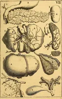 An illustration from Corporis humani anatomia : in qua omnia tam veterum, quam recentiorum anatomicarum inventa methodo novâ & intellectu facillimâ describuntur, ac tabulis aeneis repraesentantur (1693)