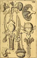 An illustration from Corporis humani anatomia : in qua omnia tam veterum, quam recentiorum anatomicarum inventa methodo novâ & intellectu facillimâ describuntur, ac tabulis aeneis repraesentantur (1693)