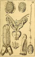 An illustration from Corporis humani anatomia : in qua omnia tam veterum, quam recentiorum anatomicarum inventa methodo novâ & intellectu facillimâ describuntur, ac tabulis aeneis repraesentantur (1693)
