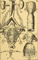 An illustration from Corporis humani anatomia : in qua omnia tam veterum, quam recentiorum anatomicarum inventa methodo novâ & intellectu facillimâ describuntur, ac tabulis aeneis repraesentantur (1693)