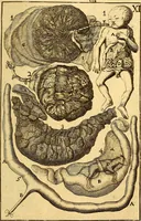 An illustration from Corporis humani anatomia : in qua omnia tam veterum, quam recentiorum anatomicarum inventa methodo novâ & intellectu facillimâ describuntur, ac tabulis aeneis repraesentantur (1693)