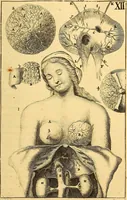 An illustration from Corporis humani anatomia : in qua omnia tam veterum, quam recentiorum anatomicarum inventa methodo novâ & intellectu facillimâ describuntur, ac tabulis aeneis repraesentantur (1693)