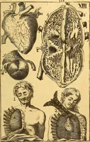 An illustration from Corporis humani anatomia : in qua omnia tam veterum, quam recentiorum anatomicarum inventa methodo novâ & intellectu facillimâ describuntur, ac tabulis aeneis repraesentantur (1693)