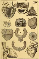 An illustration from Corporis humani anatomia : in qua omnia tam veterum, quam recentiorum anatomicarum inventa methodo novâ & intellectu facillimâ describuntur, ac tabulis aeneis repraesentantur (1693)