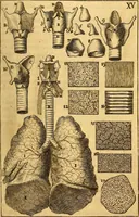 An illustration from Corporis humani anatomia : in qua omnia tam veterum, quam recentiorum anatomicarum inventa methodo novâ & intellectu facillimâ describuntur, ac tabulis aeneis repraesentantur (1693)