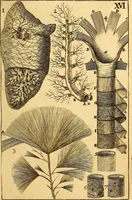 An illustration from Corporis humani anatomia : in qua omnia tam veterum, quam recentiorum anatomicarum inventa methodo novâ & intellectu facillimâ describuntur, ac tabulis aeneis repraesentantur (1693)