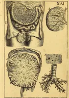 An illustration from Corporis humani anatomia : in qua omnia tam veterum, quam recentiorum anatomicarum inventa methodo novâ & intellectu facillimâ describuntur, ac tabulis aeneis repraesentantur (1693)