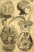 An illustration from Corporis humani anatomia : in qua omnia tam veterum, quam recentiorum anatomicarum inventa methodo novâ & intellectu facillimâ describuntur, ac tabulis aeneis repraesentantur (1693)