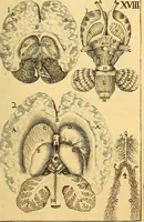 An illustration from Corporis humani anatomia : in qua omnia tam veterum, quam recentiorum anatomicarum inventa methodo novâ & intellectu facillimâ describuntur, ac tabulis aeneis repraesentantur (1693)