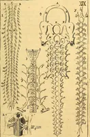 An illustration from Corporis humani anatomia : in qua omnia tam veterum, quam recentiorum anatomicarum inventa methodo novâ & intellectu facillimâ describuntur, ac tabulis aeneis repraesentantur (1693)