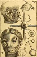 An illustration from Corporis humani anatomia : in qua omnia tam veterum, quam recentiorum anatomicarum inventa methodo novâ & intellectu facillimâ describuntur, ac tabulis aeneis repraesentantur (1693)