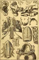 An illustration from Corporis humani anatomia : in qua omnia tam veterum, quam recentiorum anatomicarum inventa methodo novâ & intellectu facillimâ describuntur, ac tabulis aeneis repraesentantur (1693)