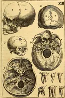 An illustration from Corporis humani anatomia : in qua omnia tam veterum, quam recentiorum anatomicarum inventa methodo novâ & intellectu facillimâ describuntur, ac tabulis aeneis repraesentantur (1693)