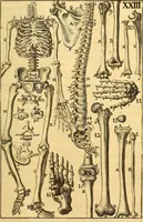 An illustration from Corporis humani anatomia : in qua omnia tam veterum, quam recentiorum anatomicarum inventa methodo novâ & intellectu facillimâ describuntur, ac tabulis aeneis repraesentantur (1693)