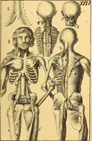 An illustration from Corporis humani anatomia : in qua omnia tam veterum, quam recentiorum anatomicarum inventa methodo novâ & intellectu facillimâ describuntur, ac tabulis aeneis repraesentantur (1693)