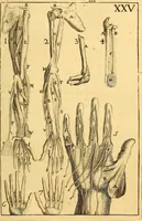 An illustration from Corporis humani anatomia : in qua omnia tam veterum, quam recentiorum anatomicarum inventa methodo novâ & intellectu facillimâ describuntur, ac tabulis aeneis repraesentantur (1693)