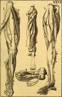 An illustration from Corporis humani anatomia : in qua omnia tam veterum, quam recentiorum anatomicarum inventa methodo novâ & intellectu facillimâ describuntur, ac tabulis aeneis repraesentantur (1693)