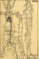 An illustration from Corporis humani anatomia : in qua omnia tam veterum, quam recentiorum anatomicarum inventa methodo novâ & intellectu facillimâ describuntur, ac tabulis aeneis repraesentantur (1693)