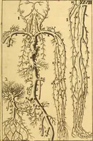 An illustration from Corporis humani anatomia : in qua omnia tam veterum, quam recentiorum anatomicarum inventa methodo novâ & intellectu facillimâ describuntur, ac tabulis aeneis repraesentantur (1693)