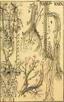 An illustration from Corporis humani anatomia : in qua omnia tam veterum, quam recentiorum anatomicarum inventa methodo novâ & intellectu facillimâ describuntur, ac tabulis aeneis repraesentantur (1693)