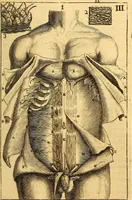 An illustration from Corporis humani anatomia : in qua omnia tam veterum, quam recentiorum anatomicarum inventa methodo novâ & intellectu facillimâ describuntur, ac tabulis aeneis repraesentantur (1693)