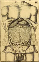 An illustration from Corporis humani anatomia : in qua omnia tam veterum, quam recentiorum anatomicarum inventa methodo novâ & intellectu facillimâ describuntur, ac tabulis aeneis repraesentantur (1693)