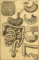 An illustration from Corporis humani anatomia : in qua omnia tam veterum, quam recentiorum anatomicarum inventa methodo novâ & intellectu facillimâ describuntur, ac tabulis aeneis repraesentantur (1693)