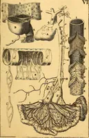 An illustration from Corporis humani anatomia : in qua omnia tam veterum, quam recentiorum anatomicarum inventa methodo novâ & intellectu facillimâ describuntur, ac tabulis aeneis repraesentantur (1693)