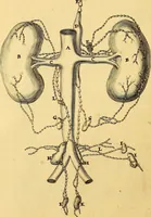 An illustration from Corporis humani anatomia : in qua omnia tam veterum, quam recentiorum anatomicarum inventa methodo novâ & intellectu facillimâ describuntur, ac tabulis aeneis repraesentantur (1693)