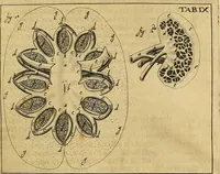 An illustration from Corporis humani disquisitio anatomica : in qua sanguinis circulationem in quavis corporis particula plurimis typis novis (1651)