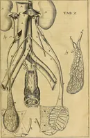 An illustration from Corporis humani disquisitio anatomica : in qua sanguinis circulationem in quavis corporis particula plurimis typis novis (1651)