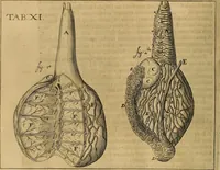 An illustration from Corporis humani disquisitio anatomica : in qua sanguinis circulationem in quavis corporis particula plurimis typis novis (1651)