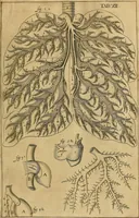 An illustration from Corporis humani disquisitio anatomica : in qua sanguinis circulationem in quavis corporis particula plurimis typis novis (1651)