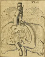 An illustration from Corporis humani disquisitio anatomica : in qua sanguinis circulationem in quavis corporis particula plurimis typis novis (1651)