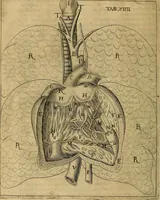 An illustration from Corporis humani disquisitio anatomica : in qua sanguinis circulationem in quavis corporis particula plurimis typis novis (1651)