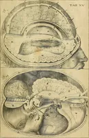 An illustration from Corporis humani disquisitio anatomica : in qua sanguinis circulationem in quavis corporis particula plurimis typis novis (1651)